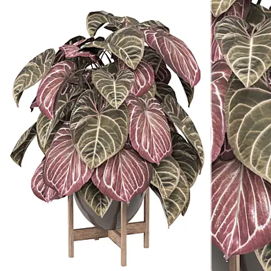 Indoor Plants Collection  2169