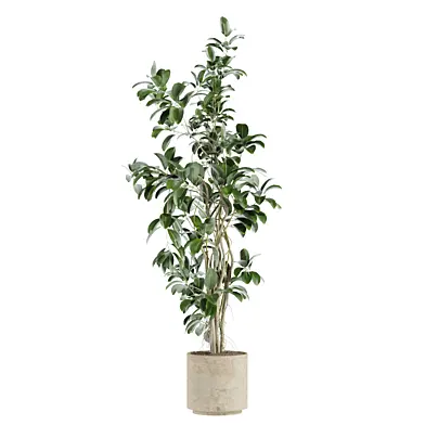 set78 indoor plant