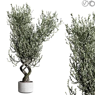indoor plants 13