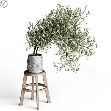 indoor plants 11