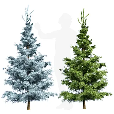 Small Spruce