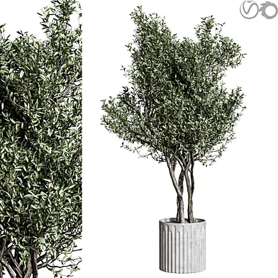 indoor plants 15