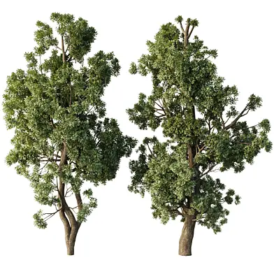 Broadleaf Tree Set 12 corona
