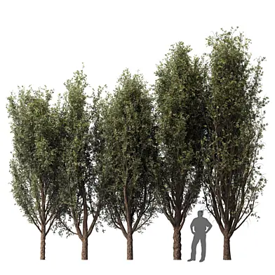 Tree set 027