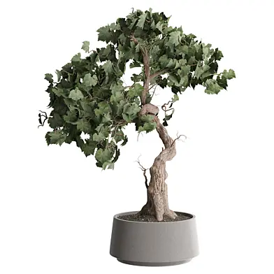 indoor Plant 667
