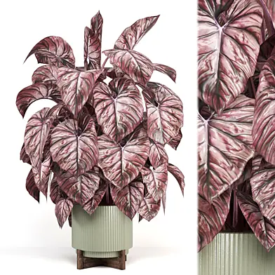 Indoor Plants Collection 2195