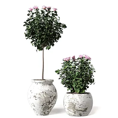 Plants Collection Set Rose In Faded Pots 303