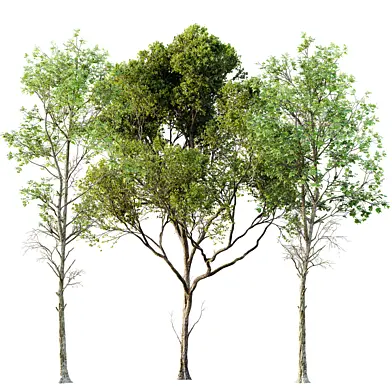 AV Fagus Sylvatica and Acer Pseudoplatanus