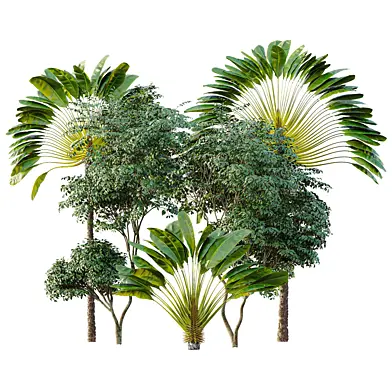 AV Ravenala Madagascariensis Travelers Palm and Japanese Cherry Leaf