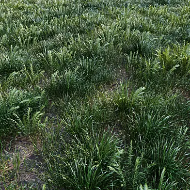 grass for landscape24