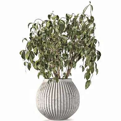 Indoor plant 055