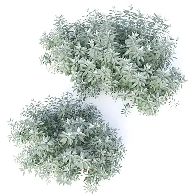 Brachyglottis greyi daisy bush