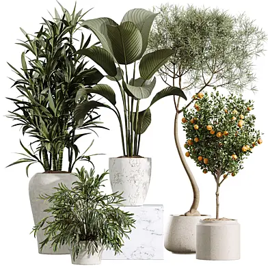 AV Indoor Plants Set 423 Orange Tree and Calathea Lutea and Ficus Marginata and Areca Palm and Lemon Dragon
