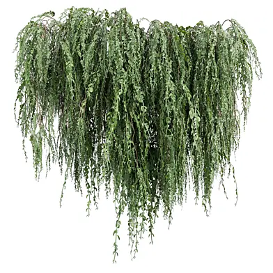 Collection plant vol 663 - Broom - Creeper - Cocculus - hirsutus - ivy