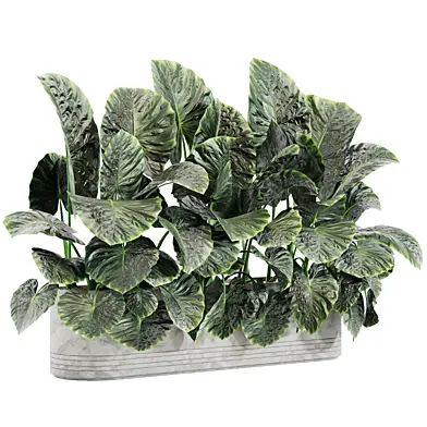 indoor plant A01