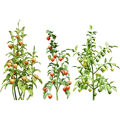 Physalis Vegetable Plant 3D Models