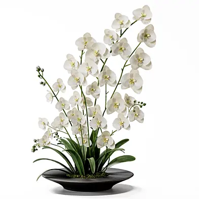 Plants Bouquet