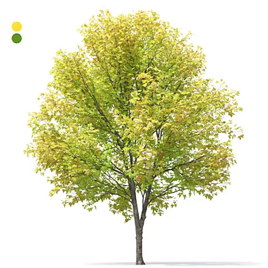 Silver maple
