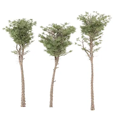 Outdoor Needle Tree Plants Set 3836