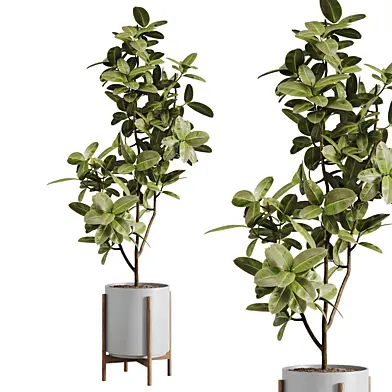 indoor plants-029-ficus elastica