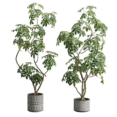 Schefflera Potted Plants
