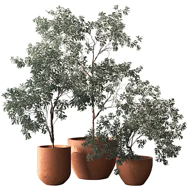 Indoor Plant 960 - Olive Plants