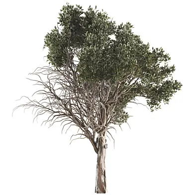 jungle tree and branches 452