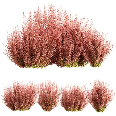 Barberry Bushes Collection Vol 341