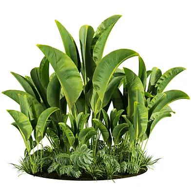 Plant vol 788 -  Banana - Monstera - Grass - Garden