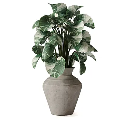 Indoor Plant in Pot 379