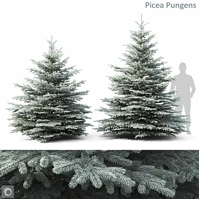 Picea Pungens