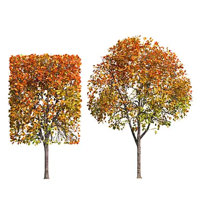 Autumn shaped trees