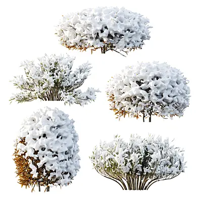 AV Winter Plant Snow Phillyrea Angustifolia Rosemarinifolia and Snow Juniperus Sabina