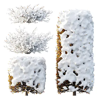 AV Winter plant Snow Quihoui Privet and Snow Abelia Grandiflora