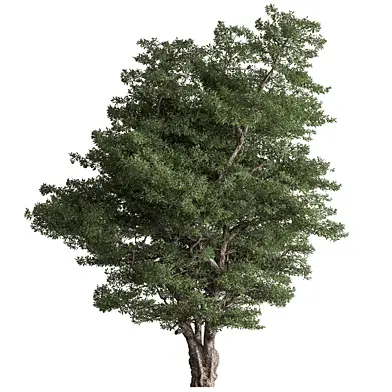 Big Broadleaf Tree 441