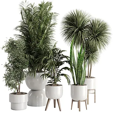 indoor plant Set 153