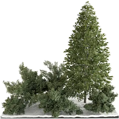 MI backyard and landscape snow garden pine tree and shrubs 462