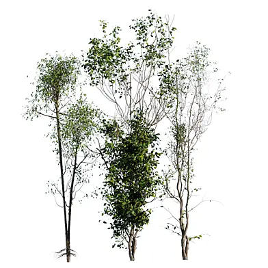 tree collection set 903