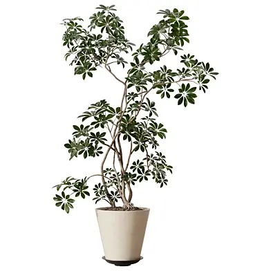 Standing Schefflera Plant in Ceramic Pot