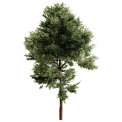 Alnus Tree Vol 01