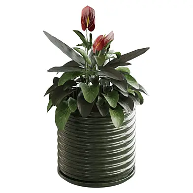 Flower Anthurium