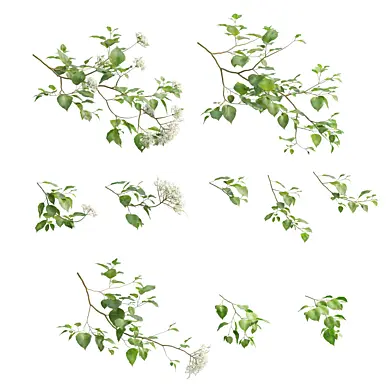 Climbing hydrangea 02