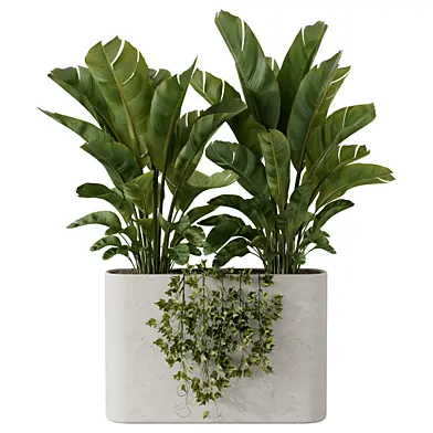Banana Plant and Ivy Set