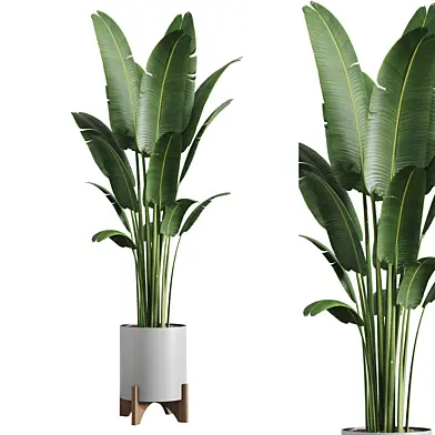 indoor plants-034-banana