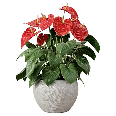 Potted Anthurium Plant Vol 01