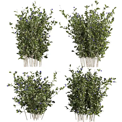 plant vol 933 - blueberry - bush - leaf