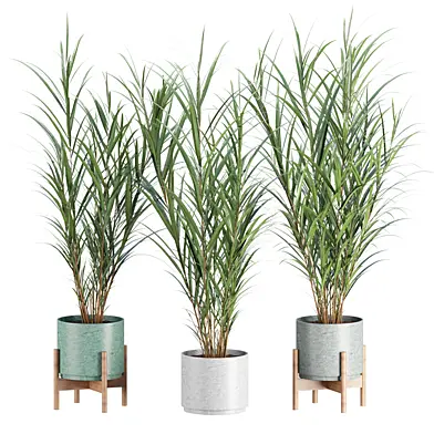 Ornamental plants V357