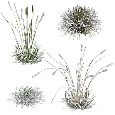 winter grass01