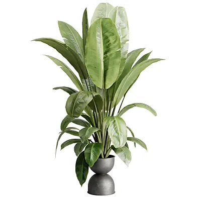 Ravenala plant in a concrete pot - Indoor plant 758