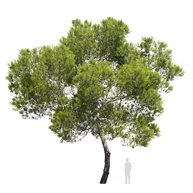 Aleppo pine